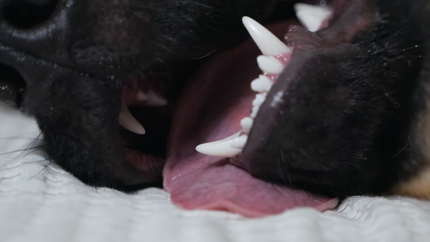 German shepherd lying on the floor of the house with his tongue sticking out, enjoying the brush to brush