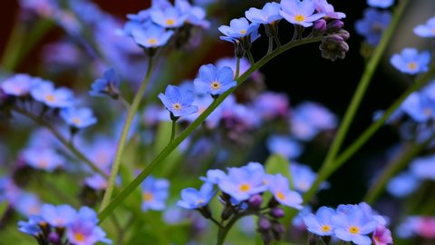 Light blue forget me knot flowers 