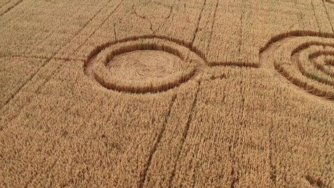 Fake UFO circles on grain crop yellow field, aerial view from drone. Round geometry shape symbols as alien signs, mystery concept