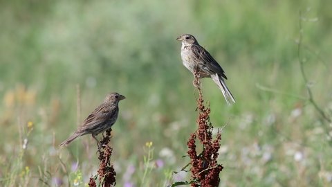 Two corn bunting (Emberiza calandra) sits on a plant on a beautiful green background