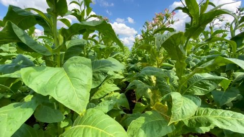 Tobacco plants growing in agricultural field 