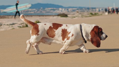 Basset hound dog walking near the beach of Lisbon, Portugal on a sunny day, with surfers in the background. Slow motion, close up, BMPCC 4K.