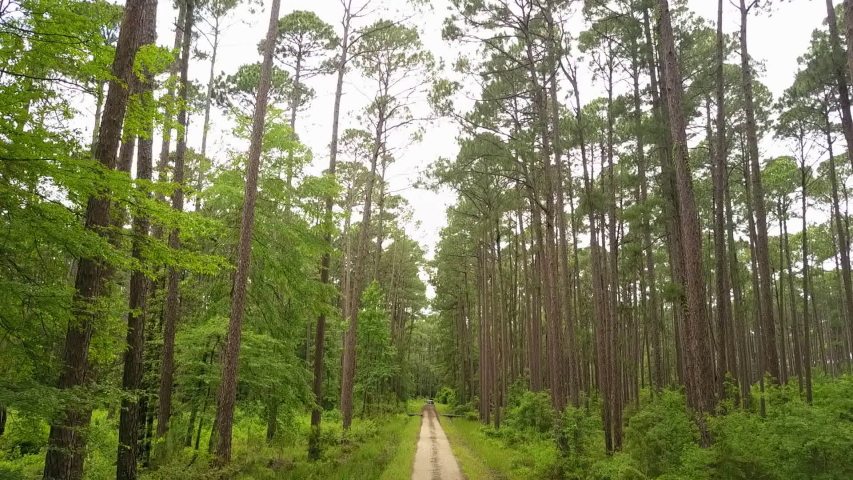 Aerial Video Shot through Thick Forestry in East Texas | Shutterstock HD Video #1056250943