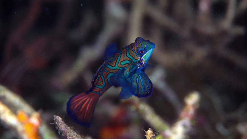 Mating Mandarin Fish baby Lembeh Indonesia. 4k 25fps