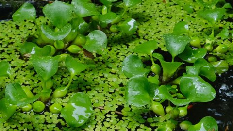 Water hyacinth leaves playing rainwater
