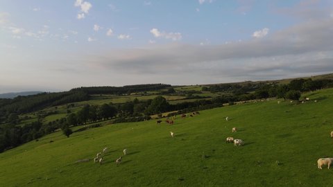 Aerial view over the farm landscape with cows and sheep grazing on beautiful hilly meadow. A magnificent location at the end of the Wicklow Gap road. Hollywood, County Wicklow, Ireland.