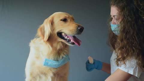 Female woman in medical protected face mask  grooming golden retriever manicure with a nail file on gray background. Golden retriever dog wearing medical mask for protection from virus. Trimming claws
