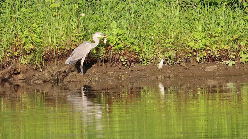 Grey heron (Ardea cinerea) eats a delicious fish for breakfast