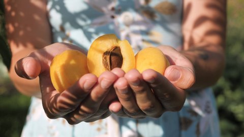 Apricot. Female hands hold several fresh beautiful apricot in palms on sunny day. Close-up