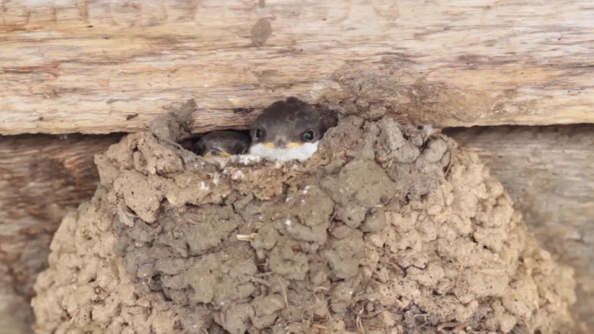 three swallow chicks look into the camera from the swallow house, close-up, the third chick does not fit in the entrance hole