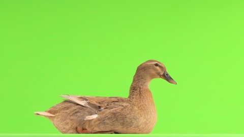 The duck looks away and then the camera on the green screen.