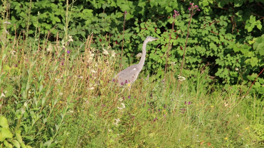 Grey heron (Ardea cinerea) as he descends a steep slope to the pond