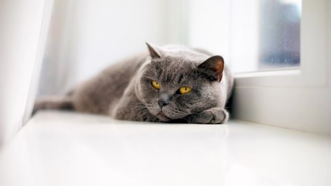 Beautiful fluffy shorthair British cat lying on the windowsill and try to relax and sleeping
