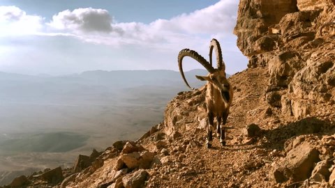 Magestic nubian ibex moumtain goat on a cliffside path, Negev Desert Israel