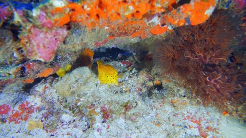 Tiny yellow boxfish trying to escape from camera
