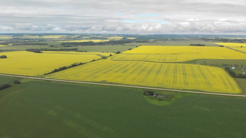 Drone view of vast fields of bright yellow canola farm fields in a very flat prairie setting cut by roads.  Clouds fill the horizon. 
