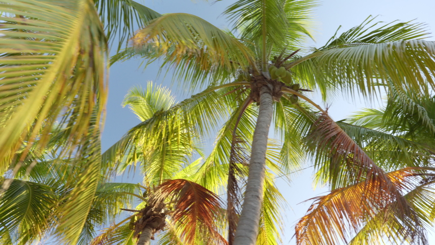 Palm trees in the tropical climate by the ocean in Key West Florida USA