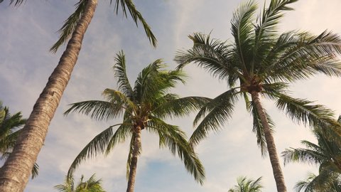 Palm trees in the tropical climate by the ocean in Key West Florida USA