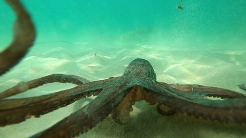 Wild octopus swimming underwater in mediterranean sea. Octopuses at seabed. One octopuss at the sea. Wild Octopusess