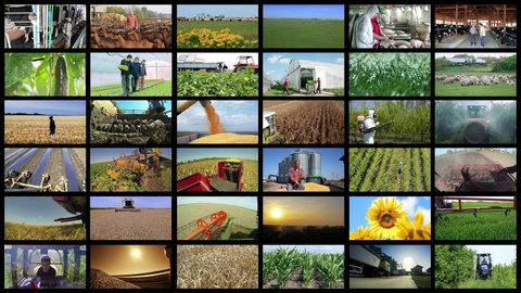 Agricultural Production Video Montage - Farming and Agricultural  Jobs. Agricultural Media Video Wall. Collage of Video Clips Showing Farmers at Various Seasonal Agricultural Work in a Field.   
