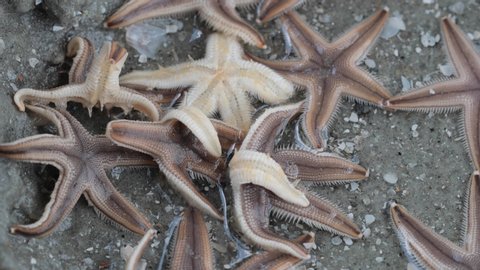 Multiple starfish swimming in ocean water in Myrtle Beach, South Carolina