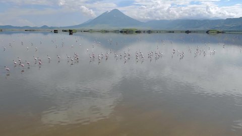 Pink Lesser Flamingos at Lake Natron with volcano on background in Rift valley, Tanzania
