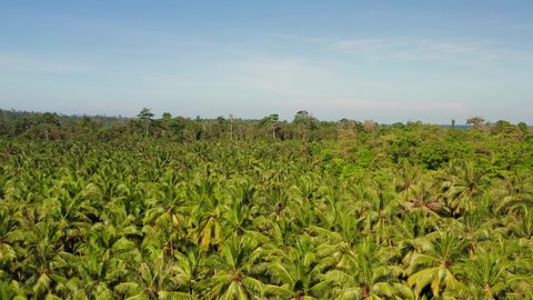 Aerial tilt reveal flight of lush green jungle on Mentawai tropical island