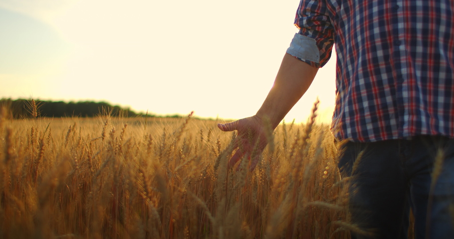 Man agronomist farmer in golden wheat field at sunset. Male looks at the ears of wheat, rear view. Farmers hand touches the ear of wheat at sunset. The agriculturist inspects a field of ripe wheat. Royalty-Free Stock Footage #1056292910
