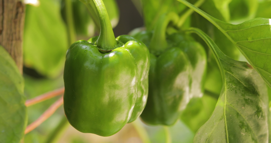Green Bell Peppers hanging on the plant close up view Royalty-Free Stock Footage #1056297221