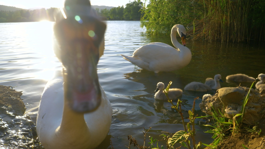 CLOSE UP, LENS FLARE: Angry swan bites at the camera while protecting its offspring feeding in the calm lake at sunset. Adult swan attacks the camera while feeding in the shallows of an idyllic pond.