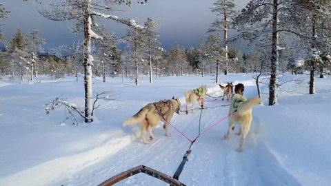 A team of sled dogs pulling a sled through the wonderful winter calm winter forest. Riding husky sledge in Lapland landscape