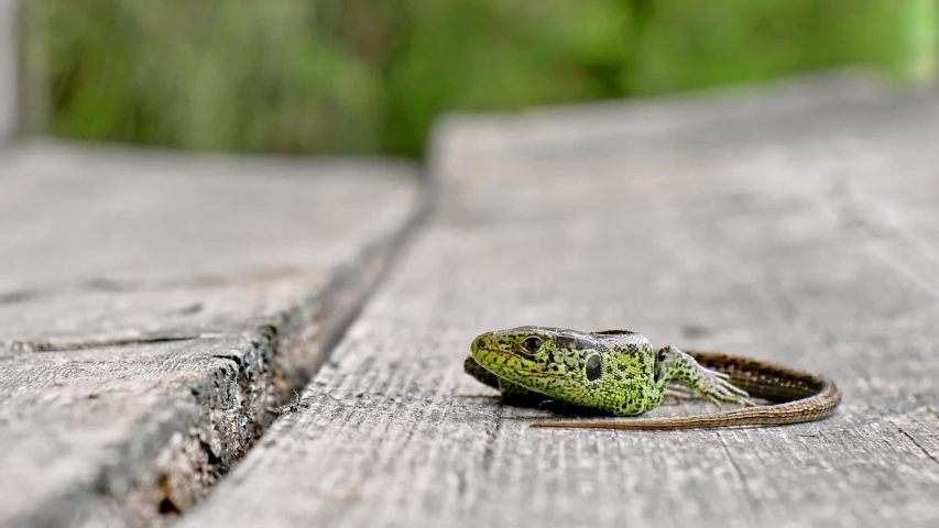 Closeup view of a green lizard on a sunny day on a old bench.
