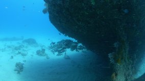 Underwater view approaching fish swimming near sunken shipwreck / Bridgetown, Barbados