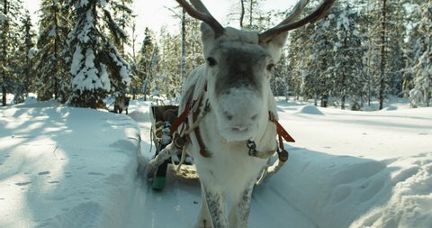 Reindeer walking in the snow with sunlight