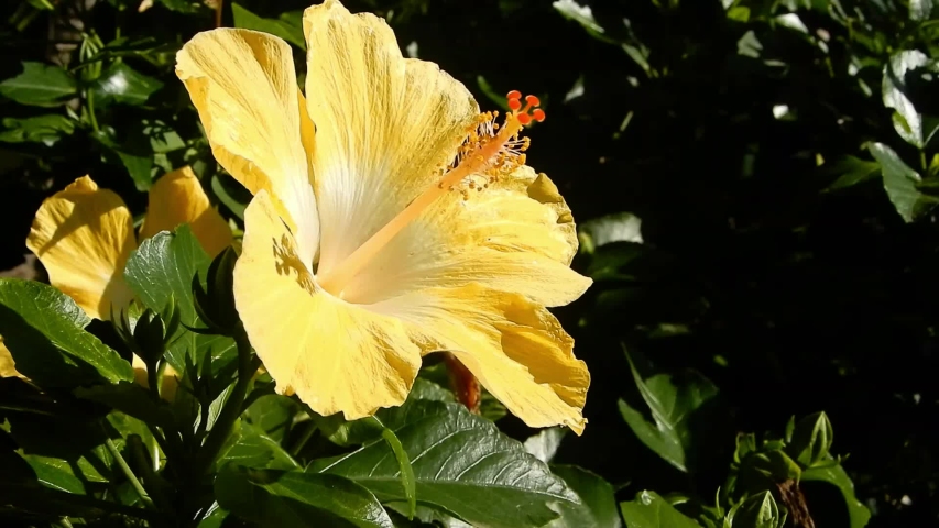 A beautiful big yellow flower in the Royal Botanic Garden in Sydney, Australia Royalty-Free Stock Footage #1056309200