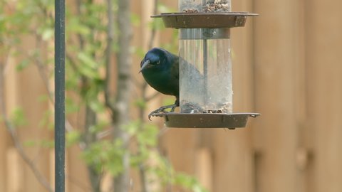 Closeup of Grackle Eating at Bird Feeder then Flies Away in Slow Motion