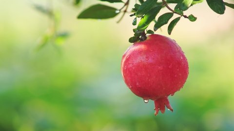 Ripe red pomegranate with water drops on branch after rain, blurred background