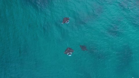 Three juvenile reef mantas frolicking around in blue ocean water of the Pacific