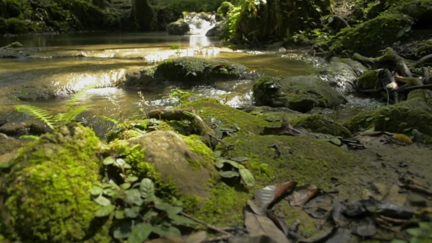 Panning shot of fresh water flows from cascade over the rocks through green plant under sunlight in fertile forest. The abundance of tropical rain forest with small river and lush foliage vegetation. Royalty-Free Stock Footage #1056316622