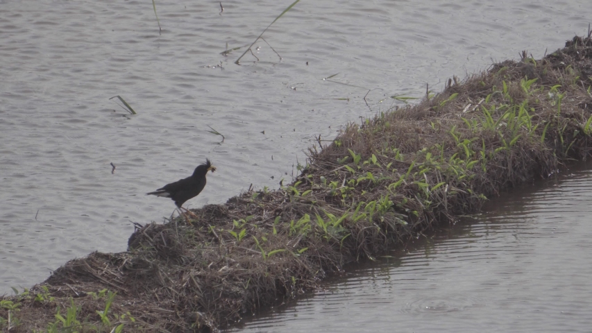 Black birds that feed on their food in the fields.