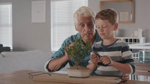Grandchild learning gardening and plant care with the help of grandpa. Smiling boy helping senior man trimming bonsai at home. Grandson and grandfather pruning together baby plant at home.