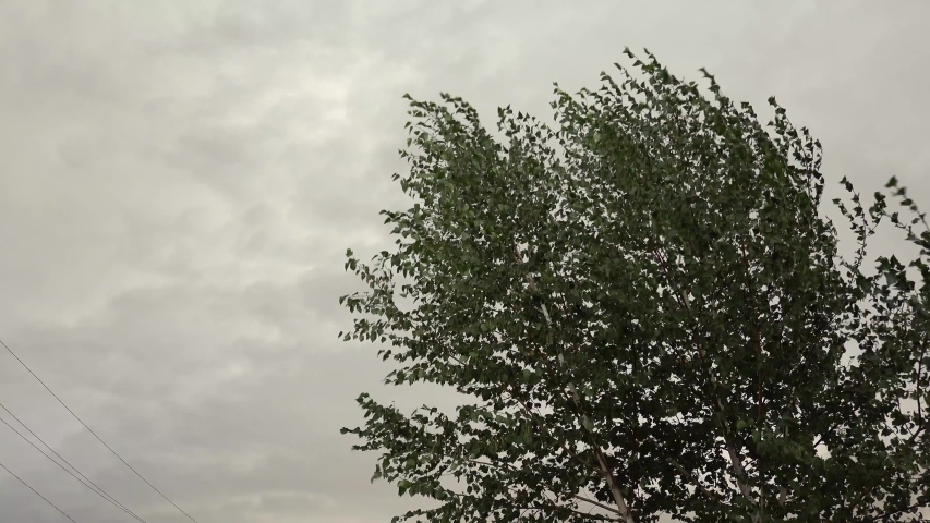he wind strongly sways birch branches with green leaves against a gray stormy sky before the storm. Tree Leaves Waving in Wind Royalty-Free Stock Footage #1056320807