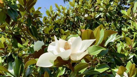 Big magnolia flower in summer garden, close up. Southern magnolia grandiflora flower, closeup. Evergreen Bull Bay magnolia, laurel Loblolly magnolia bloom tree. 
