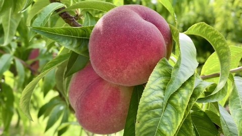 Fluffy red peach fruit and green leaves in garden. Red peaches and green leaves in summer garden. Peach orchard with ripe red peaches. Colorful fruit on tree ready to harvesting in summertime