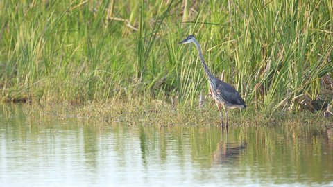 great blue heron catches fish in water at everglades swamp