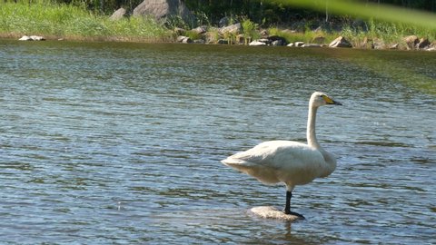 portrait of whooper swan on Water Rock,