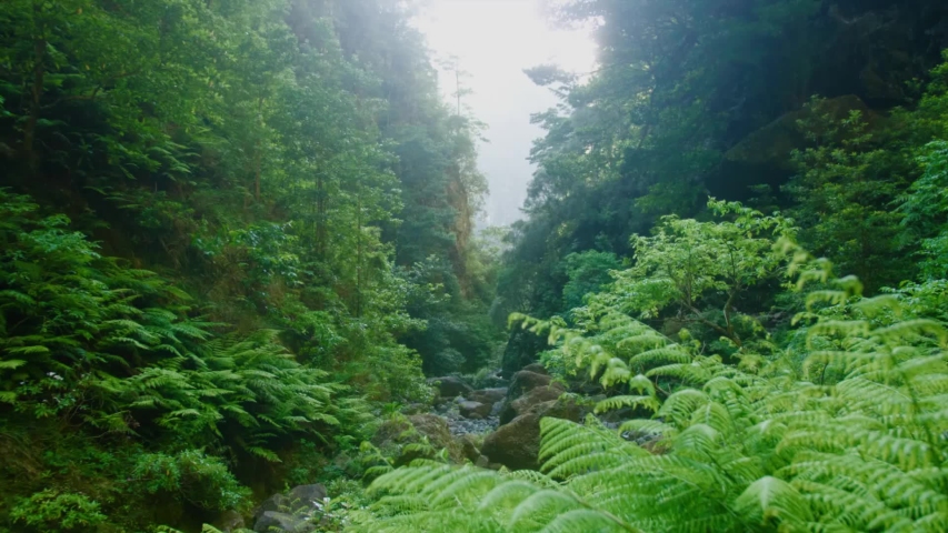 Tropical forest covered in plants, looking through split mountain
