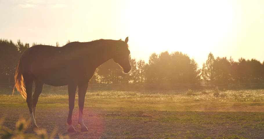 A general shot of the silhouette of a brown horse grazing in the meadow in the rays of the dawn yellow sun, the animal moves from the left to the right edge of the frame. Royalty-Free Stock Footage #1056328436