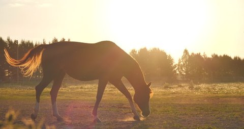 A general shot of the silhouette of a brown horse grazing in the meadow in the rays of the dawn yellow sun, the animal moves from the left to the right edge of the frame.
