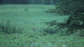 Whitetail buck stands up from sleeping and runs off frame.  Video is taken before the sun has risen 